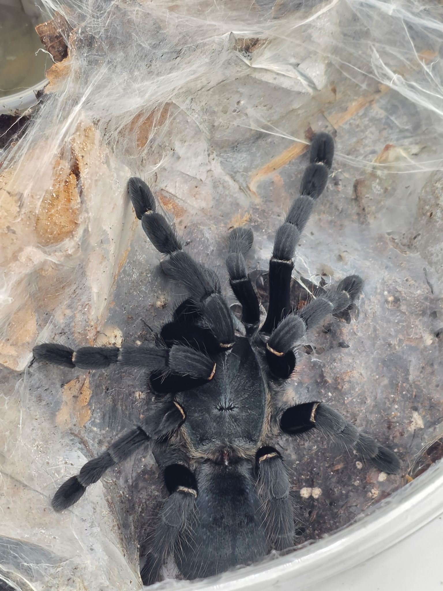 Tarantula